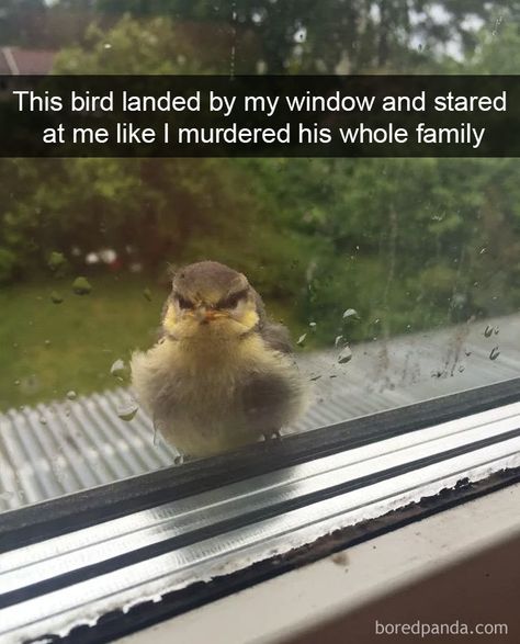 Funny Birds, Funny Animal Jokes, 웃긴 사진, Memes Humor, Humor Memes, Funny Animal Memes, Animal Jokes, Animal Quotes, Funny Animal Pictures