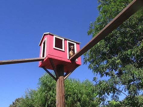 Goat Shelters, Moorpark California, Goat Playground, Goat Toys, Goat Picture, Goat Shelter, Goat Pen, Goat House, Goat Barn