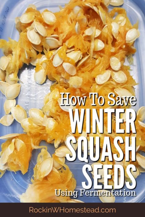 When purchasing organic vegetables from the grocery store, try saving seeds from your favorite winter squash varieties for next year's harvest. How To Save Butternut Squash Seeds, How To Save Squash Seeds, How To Grow Butternut Squash, How To Grow Acorn Squash, Seed Preservation, Nitrogen Fixers, Gardening Notebook, How To Store Seeds, Spaghetti Squash Seeds