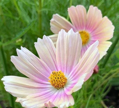 20 COSMOS 'Apricot Lemonade' seeds Cosmos Apricot Lemonade, Apricot Lemonade Cosmos, Seeds Gifts, Rose Seeds, Cosmos Flowers, Branding Inspo, Starter Plants, Perennial Garden, Art Flowers