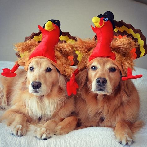 14 Dogs Whose Thanksgiving Posts Are Better Than Your Holiday Card Dog Thanksgiving Pictures, Golden Retriever Thanksgiving, Fall Dog Photos, Pet Christmas Gifts, Best Dog Costumes, Thanksgiving Post, Thanksgiving Meals, Dog Stock Photo, Dog Thanksgiving