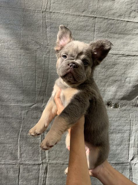 Small French Bulldogs, Fluffy French Bulldog, Fluffy Frenchie, French Bulldog Names, French Bulldog Breed, Bulldog Names, Cute Bulldog Puppies, Cute Small Dogs, Puppy Mom