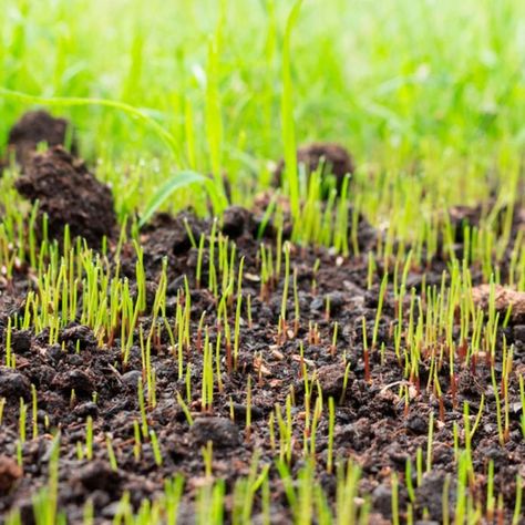 How Long Does it Take for Grass Seed to Grow? | Family Handyman | The Family Handyman Growing Grass From Seed, Planting Grass Seed, Best Grass Seed, Boxwood Backdrop, Lawn Repair, Fescue Grass, Grass Growing, Grass Species, Planting Grass