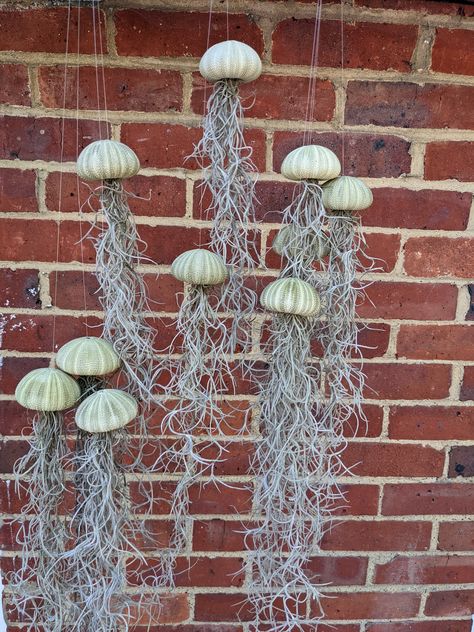 Spanish Moss Decor, Mediterranean Jellyfish, Jellyfish Air Plant Diy, Sea Urchins Art, Medusa Air Plant, Sea Urchin Air Plant Jellyfish, Tillandsia Caput Medusae, Sea Urchin Shell, Moss Decor