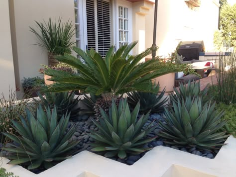 Newport Beach modern planter. Blue glow agave, sago palm, drought tolerant Rectangle Backyard Ideas, Hydrangea Aesthetic, Hillside Pool, Greens Garden, Pool Bed, Garden River, Conservatory Greenhouse, Small Front Gardens, Lawn Landscape