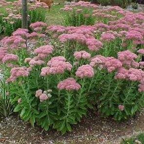 Autumn Joy Sedum, Sedum Autumn Joy, Garden Design Plants, Sarah King, Architectural Plants, Front Landscape, Victorian Gardens, Prairie Garden, Front Gardens