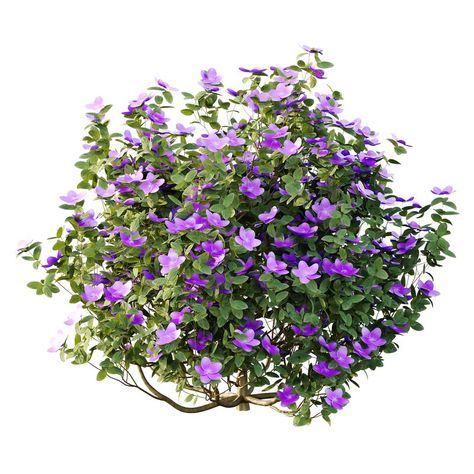 Tibouchina Semidecandra Bush 03 Quince Shrub, Royal Purple Smokebush Tree, Bush Baby Pet, Outdoor Technology, Paving Texture, Mulberry Bush, Bush Plant, Nanho Purple Butterfly Bush, Plaster Sculpture