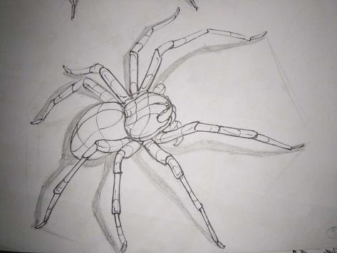 Check out LinaReed's art on DeviantArt! Anatomy Study Art, Spider Anatomy, Pencil Art For Beginners, Spider Animal, Scary Spider, Spider Illustration, Spider Drawing, Pet Spider, Spiders Scary