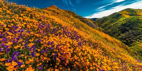 California Will Likely Have a 2023 Superbloom—How to See It - AFAR California Superbloom, Winter California, Rainy Winter, California Wildflowers, Super Bloom, San Gabriel Mountains, Poppy Fields, Places In California, Lake Elsinore