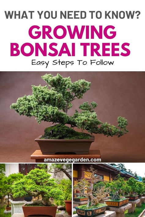 How To Grow Bonsai At Home, Growing Bonsai, How To Grow Bonsai, Bonsai Fruit Tree, Bonsai Making, Bonsai Pruning, Bonsai Care, Bonsai Soil, Bonsai Tree Types