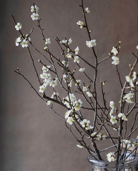 Flowering Branches, Greenery Arrangements, White Plum, Plum Blossoms, Plum Tree, Interior Plants, High Art, Plum Blossom, Wedding Floral