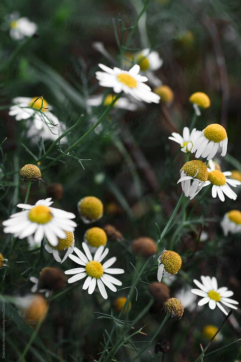 White Daisy Wild Flowers by Dobránska Renáta Wild Daisies, White Daisy, My Flower, Wild Flowers, Royalty Free Stock Photos, Daisy, Stock Photos, Plants, Flowers