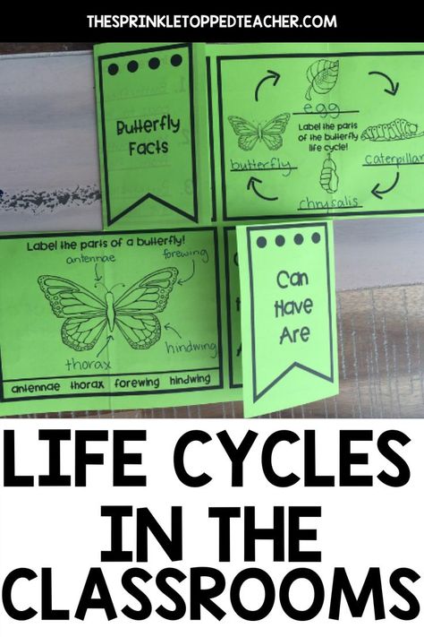 Do you like to use engaging, hands-on activities that give students a deep understanding of the concept you are teaching? Teaching all about life cycles is an important concept that students learn at a young age. Head over to The Sprinkle Topped Teacher blog to see one of my favorite ways to teach life cycles: using flip flaps or Google Slides! Help engage your students with hands on activities! | life cycle of a plant | life cycle of a chicken | life cycle of a ladybug | elementary science | Life Cycle Of A Ladybug, Life Cycle Of A Chicken, Life Cycle Activities, Insect Life Cycle, Chicken Life Cycle, Elementary Science Activities, 3rd Grade Activities, Animal Life Cycles, 2nd Grade Activities