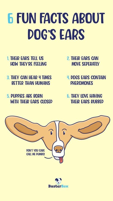 6 fun facts about dog's ears Dog Facts Interesting, Facts About Dogs, Fun Facts About Dogs, Dogs Ears, Meds For Dogs, Dog Remedies, Basic Dog Training, Dog Enrichment, House Training Dogs