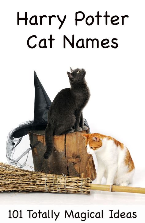 harry potter cat names Harry Potter Pet Names, Harry Potter Cat Names, Harry Potter Cat, Boy Cat Names, Girl Cat Names, Female Harry Potter, Harry Potter Pets, Polydactyl Cat, Harry Potter Girl