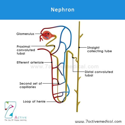 Structure of Nephron Structure Of Nephron, Renal Physiology, Loop Of Henle, Structure Drawing, Drawing Aesthetic, Medical Illustration, Learn English, Nursing, Medical