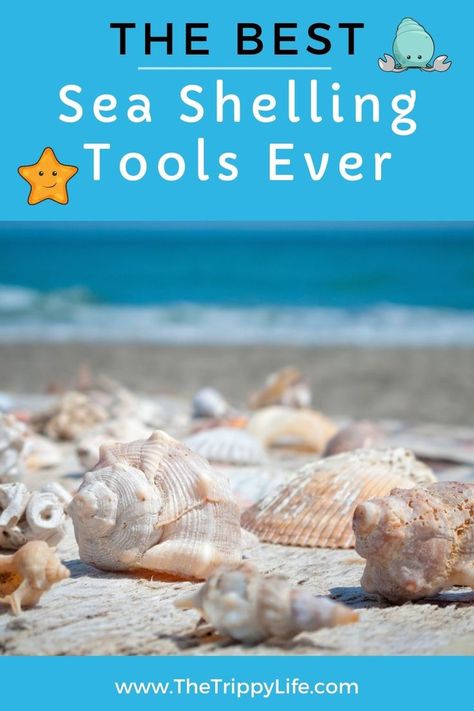 Shelling Tools to help you collect sea shells at the beach. What To Do With Sea Shells, How To Clean Shells From The Beach, Gilded Shells, Things To Do With Sea Shells, How To Clean Sea Shells From The Beach, Finding Seashells, Beachy Strand Shell For Vacation, Seashell Hunting, Cleaning Sea Shells