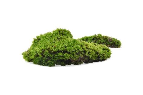 Green moss with grass isolated on white ... | Premium Photo #Freepik #photo #leaf #nature #earth #grass Moss Illustration Art, Editing Pack, Moss Grass, Photoshop Landscape, Earth Hour, Photoshop Design Ideas, Architecture Collage, Dubai Mall, Collage Design