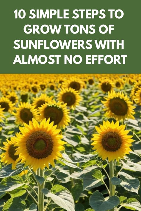 Discover the beauty of growing sunflowers from seeds with our step-by-step guide. Learn how to plant, care for, and nurture these vibrant flowers in your garden. Watch as your sunflowers reach towards the sky, bringing joy and brightness to your outdoor space. Whether you're a beginner or seasoned gardener, this tutorial will help you successfully grow stunning sunflowers that will dazzle both you and passersby. Sunflower Seedlings, Grow Sunflowers, Growing Sunflowers, Giant Sunflower, Garden Life, Timing Is Everything, Vibrant Flowers, How To Grow Taller, Windy Day