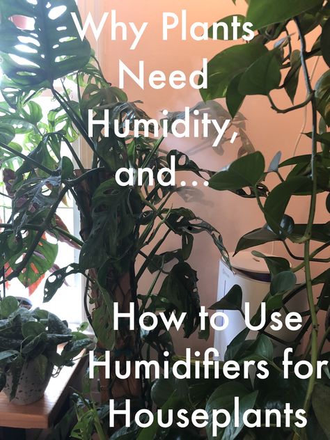 Why plants need humidity and how you can use humidifiers to boost the health of your houseplants. #houseplants #humidity #plantcare #houseplantcare #whyplantsneedhumidity #humidityforhouseplants Plant Humidifier, Humidifier For Plants, Plant Humidifiers, Increase Humidity In House, How To Reduce Humidity In Home, Create Humidity For Plants, Humidifier Benefits, How To Create Humidity For Indoor Plants, Small Humidifier