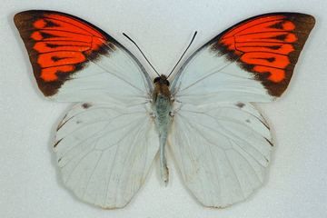 Beautiful Butterfly Wings Hold Sea Snail's Toxin Poison Butterfly, Cameron Highlands, Butterfly Species, Sea Snail, Divine Nature, Rainbow Butterfly, The Butterfly, Butterfly Wings, Beautiful Butterflies