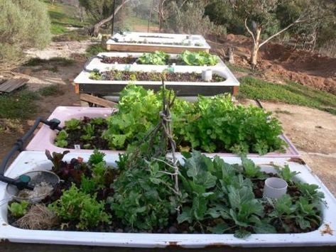 Growing Trout in a Bathtub System Garden Bathtub, Backyard Aquaponics, Fish Garden, Aquaponics Diy, Aquaponic Gardening, Recycled Garden, Aquaponics System, Alkaline Water, Backyard Farming