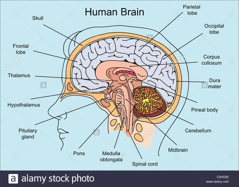 Structure of human brain illustration Human Brain Drawing Anatomy, Structure Of The Brain, Human Brain Diagram Class 10, Brain Structure Anatomy, Human Brain Notes, Brain Diagram Anatomy, Structure Of Human Brain, Structure Of Brain, Diagram Of The Brain