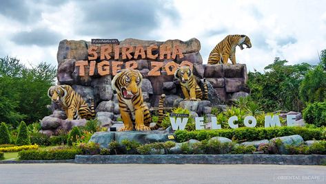 Explore Sriracha Tiger Zoo Pattaya — One of the best places to visit in Pattaya - Living + Nomads – Travel tips, Guides, News & Information! Zoo Entrance, Tiger Zoo, Tourism Photography, Holiday In Singapore, Thai Travel, Singapore Zoo, Zoo Park, Rare Species, Entrance Design