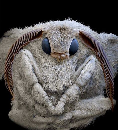 microscopic images. on Twitter: "silk moth seen through an electron microscope… " Poodle Moth, Silk Moth, Insect Eyes, Cute Moth, Moth Caterpillar, Moth Art, Cool Bugs, Beautiful Bugs, A Bug