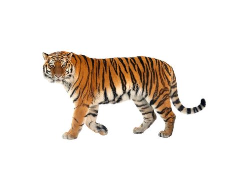 Tiger Pic, Tiger Study, Varahi Mata, Lion Walking, Tiger Walking, Amur Tiger, Tiger Images, Serval Cats, Rating Scale