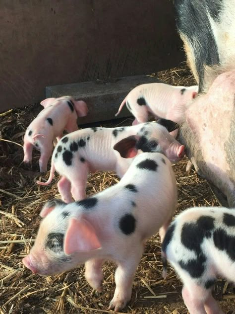 Pig Showing Aesthetic, Aesthetic Farm Animals, Pig Aesthetic Cute, Pigs On Farm, Pigs Aesthetics Farm, Farm Pets, Cute Baby Pigs, Pig Farm, Baby Pig