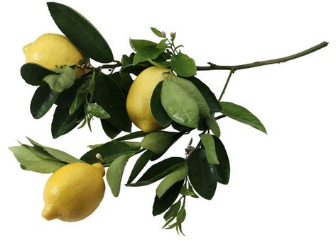 Indoor Lemon Tree, Storing Lemons, Meyer Lemon Tree, How To Grow Lemon, Lemon Trees, Citrus Trees, Meyer Lemon, Tree Care, Ornamental Plants