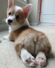 Baby Corgi, Cute Corgi Puppy, Corgi Funny, 강아지 그림, Corgi Puppy, Cute Corgi, Pembroke Welsh Corgi, Cute Dogs And Puppies