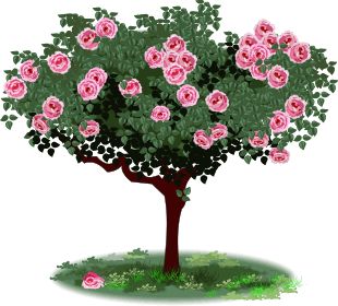 rosetree.gif (310×280) Rosebush Drawing, Flower Bush Drawing, Rose Bush Drawing, Bush Sketch, Bush Drawing, Rose Bush Care, Rose Doodle, Cartoon Rose, Watercolour Florals