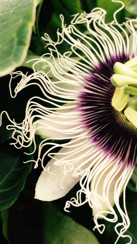 Passion fruit flower Passion Flower Aesthetic, Passion Flower Photography, Passion Flower Varieties, Passion Flower Botanical Illustration, Red Passion Flower Vine, Passion Fruit Flower, Passion Flowers, Wild Flower Meadow, Artistic Ideas