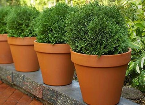 Potted Hedge, Outdoor Winter Plants, Winter Potted Plants, Potted Evergreens, Potted Shrubs, Potted Plants Patio, Winter Container Gardening, Front Porch Plants, City Gardens