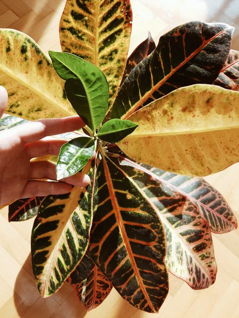 Croton Petra / Kraton 🌿 Croton Petra, Croton Plant, Plant Leaves, Plants