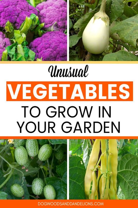 Growing unique vegetables is a fun way to experiment in your backyard vegetable garden. Whether you grow food in containers, raised beds or in the ground, trying unusual vegetables is a great way to expand your palate. Plus its fun too! Impress your neighbors with these interesting vegetable varieties that will grow in your own backyard. #dogwoodsanddandelions Unique Plants To Grow, Unusual Vegetables To Grow, Complimentary Vegetable Planting, Flowers Growing In Odd Places, Food In Containers, Unusual Vegetables, Direct Sow Vegetables, Vegetable Plant Root Depth, Backyard Vegetable Garden