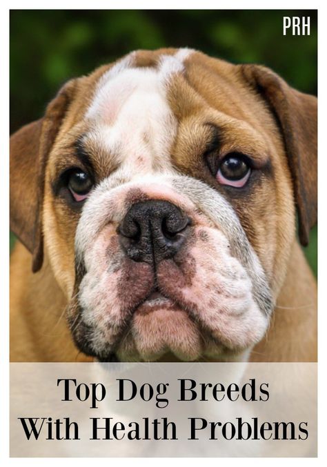 What are the unhealthiest dog breeds Dog Farts, Healthiest Dog Breeds, Dog Training Tools, Dog Training School, Top Dog Breeds, Dog Urine, Easiest Dogs To Train, Basic Dog Training, Dog Training Classes