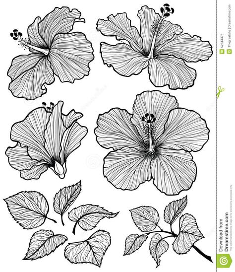 Hibiscus flower graphic head set with leaves and branch with leaves isolated on white background. Vector illustration, hand-drawn. Flowers Leaves Illustration, Hibiscus Leaves Drawing, Hibiscus Flower Leaves, Banana Flower Drawing, Hibiscus Tattoo Black And White, Hibiscus Flower Vector, Drawing Hibiscus Flower, Hibiscus Flower Outline, Flora Drawings