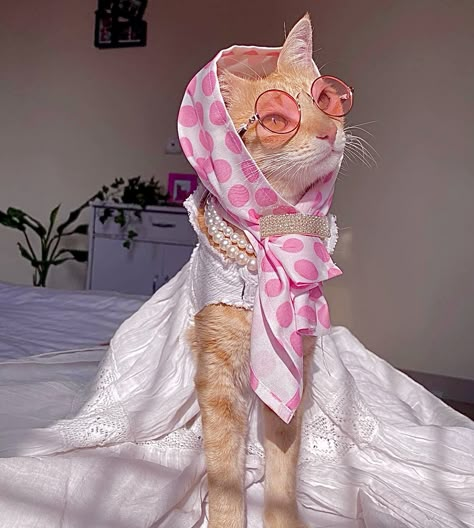 Cat In Dress, Pfp Cat, Fancy Cats, Cat Things, Cat Fashion, Cat Dresses, Pretty Animals, Cat Icon, Pet Fashion