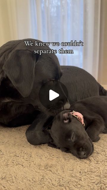 Funny Animal Videos Dogs, Funny Dog Videos Hilarious Puppys, Dogs And Puppies Videos, Dog Videos Cutest, Really Funny Dog Videos, Funny Puppy Videos, Cute Labrador Puppies, Puppies Videos, Cute Dog Videos