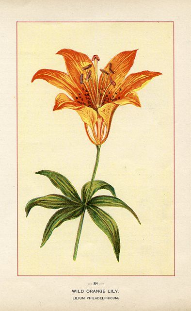 Wild Orange Lily Lily Pencil Drawing, Red Lily Tattoo, Lily Flower Sketch, Lily Line Art, Decoration Craft Ideas, Lily Artwork, Dorm Paintings, Realistic Flower Drawing, Pot Drawing