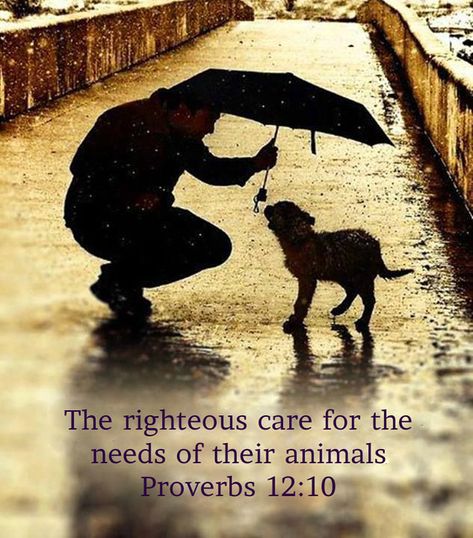 Nice Quotes, 강아지 그림, Friend Quotes, Amazing Animals, Animal Quotes, Dog Quotes, Amazing Quotes, Shiba Inu, In The Rain