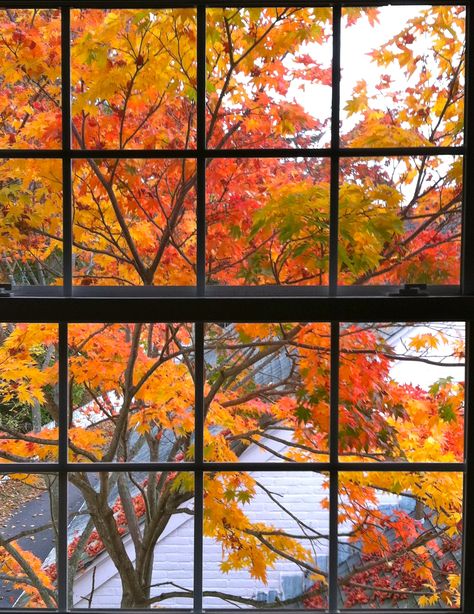 Classroom Window, Nothing Gold Can Stay, Toddler Class, Girls Fall, Long Island Ny, Scenic Routes, A Classroom, Girl Falling, Gilmore Girls