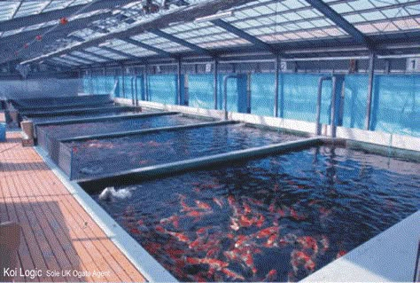 Fish Farming Ponds, Poultry Farm Buildings, Aquaculture Aquaponics, Aquaculture Fish, Aqua Farm, Abandoned Farmhouse, Exterior Barndominium Ideas, Modern Barndominium Ideas, Greenhouse Farming