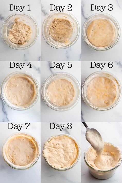 How to make a sourdough starter in little as ten days. A sourdough starter can be used in all kinds of baked goods, breads, and other recipes. When cared for properly, it can last a lifetime. How To Create A Sourdough Starter, How To Make Sourdough Starter Step By Step, How To Make Soughdough Starter, Sourdough Starter Without A Scale, Easiest Sourdough Starter, Starter For Sourdough Bread, How To Make Sourdough Starter Easy, Sourdough Starter Timeline, Sough Dough Starter