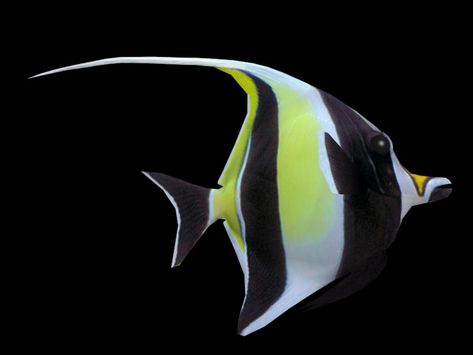 Moorish Idol Fish, Redbubble Ideas, Moorish Idol, Travel Tattoos, Oc Design, Animal Reference, Visual Thinking, Science Project, Fish Painting