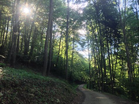 My favorite walk through the Black Forest in Kandern, Germany Kandern Germany, Germany Forest Aesthetic, Black Forest Germany Travel, Black Forest In Germany, Bavarian Forest, Black Forest Germany, The Black Forest, Family Vacay, Black Forest