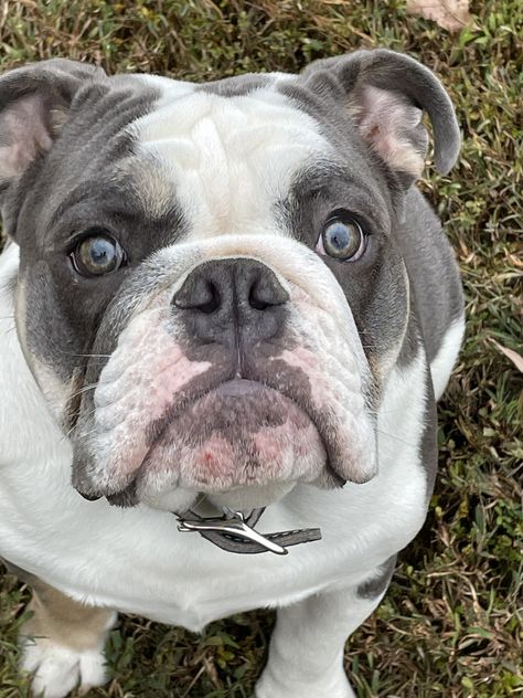 Blue tri color English Bulldog English Bulldog Grey, Grey Bulldog English, Blue English Bulldogs, Dog Pack, American Bulldog, Older Dogs, English Bull, French Bulldogs, Girl And Dog